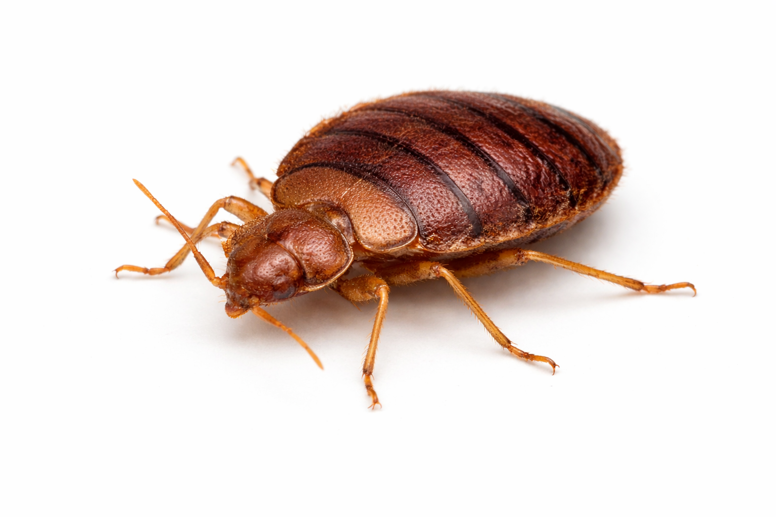 Bed Bug Control
