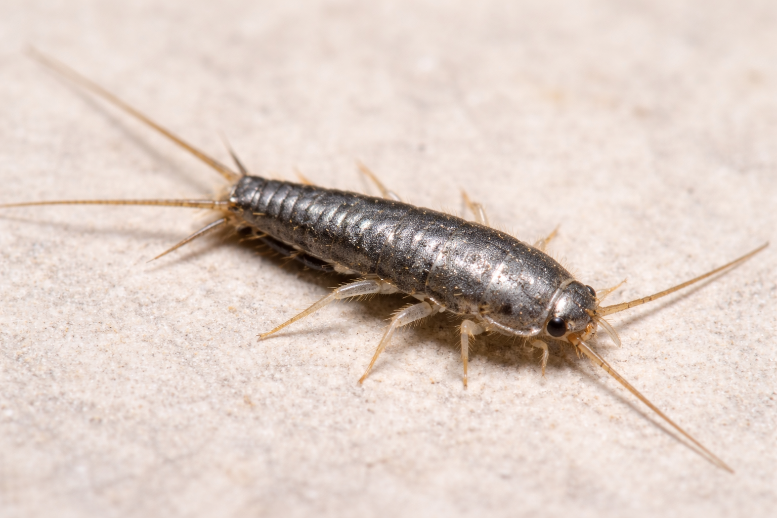 Silverfish Control