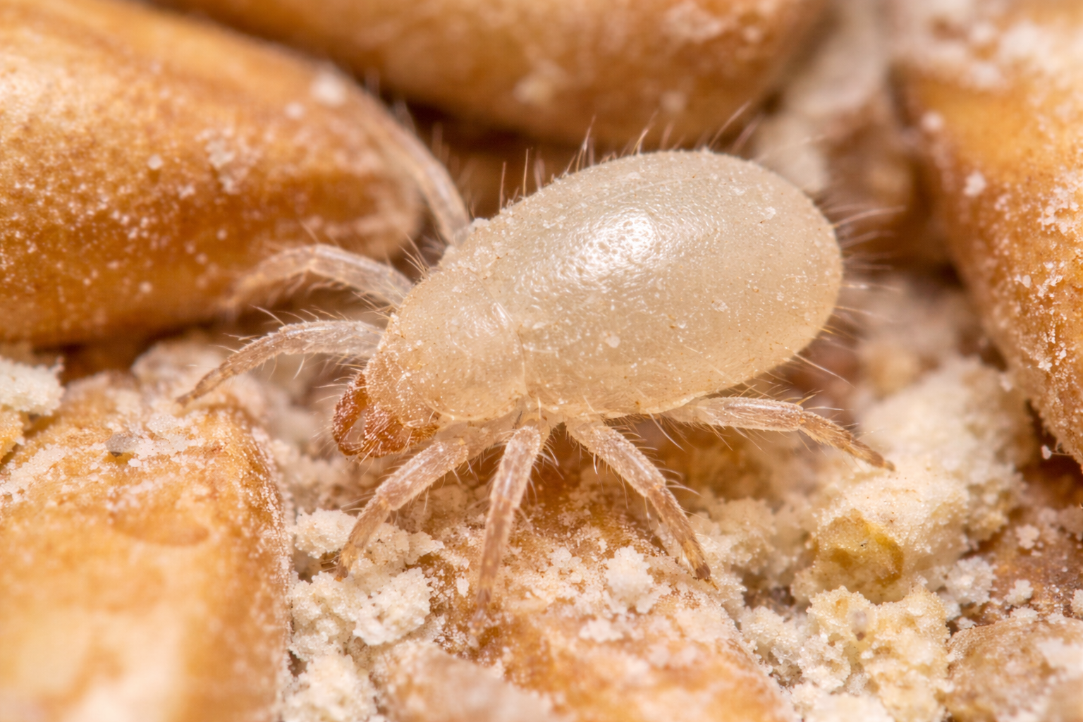 Stored Product Pest Control