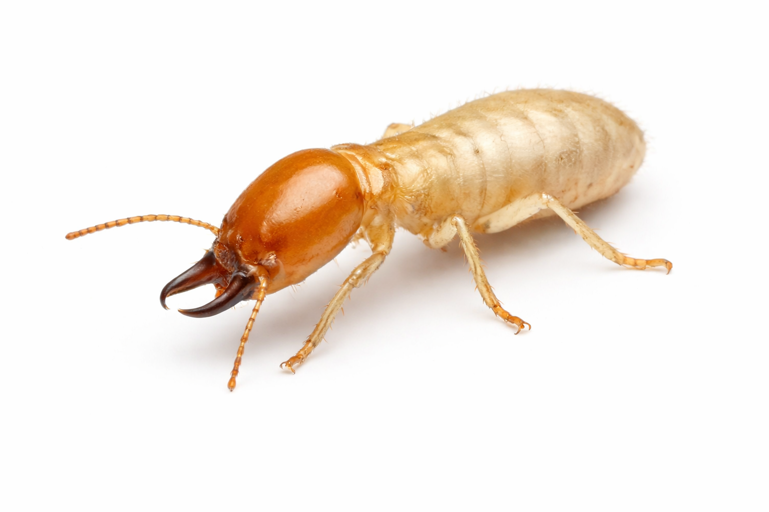 Termite Control